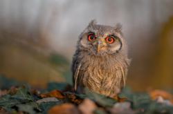 开云体育-最后3.8秒！米切尔狂飙37分，深圳绝境逆转开拓者