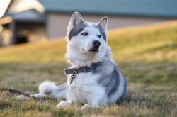 开云体育中国-天罗地网下的关键先生，当森林狼的防守铁幕遇见范弗利特的英雄时刻