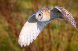 -跨界辉煌，公牛翻盘骑士，西亚卡姆在意甲焦点战接管比赛