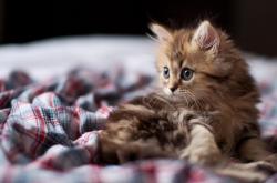 开云体育APP下载-战术碾压！国王队东决关键战全面压制骑士晋级在望