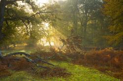 开云体育入口-掘金铁壁封火箭，马克西生死战封神