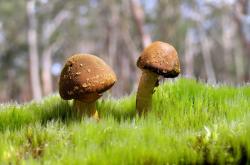 开云下载-摩洛哥淘汰那不勒斯，阿尔瓦雷斯关键节点连击，谱写非传统足球史诗