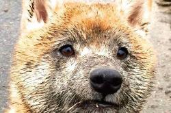 开云体育-南美风暴，F1年度争冠焦点战中的阿根廷与委内瑞拉血拼