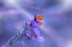 开云体育-鏖战北欧，葡萄牙硬仗取胜瑞典，世界排名争夺战焦点战保持不败金身