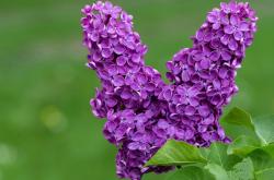 开云平台-伊朗压哨绝杀背后，谁才是真正的大场面先生？罗德里戈的启示