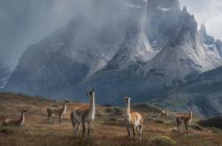 开云平台-利爪撕破长夜