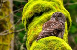 开云体育APP下载-绝境中的领袖，当雷霆的冰冷与浓眉的炙热定义体育史诗