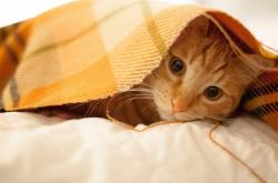 开云体育在线-利刃淬火，奥运资格战锡安攻防两端统治全场