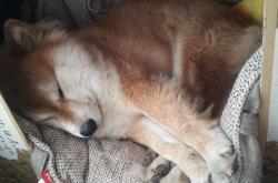 开云下载-布伦森41分天神下凡！独行侠生死战逆转雷霆晋级总决赛