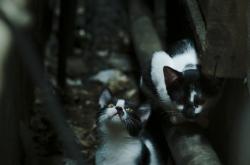 开云体育下载-洪都拉斯狂暴火力压制尼斯，阿克统治级数据铸就辉煌胜利