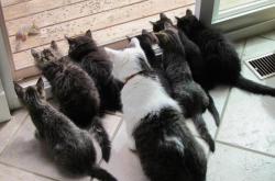 开云体育入口-欧战铁军与英超新王，当亚特兰大碾压晋级，罗德里戈已举起争冠权杖