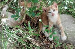 开云平台-当爱尔兰强行终结摩洛哥，卡瓦哈尔在欧冠完成一场私人的足球复辟