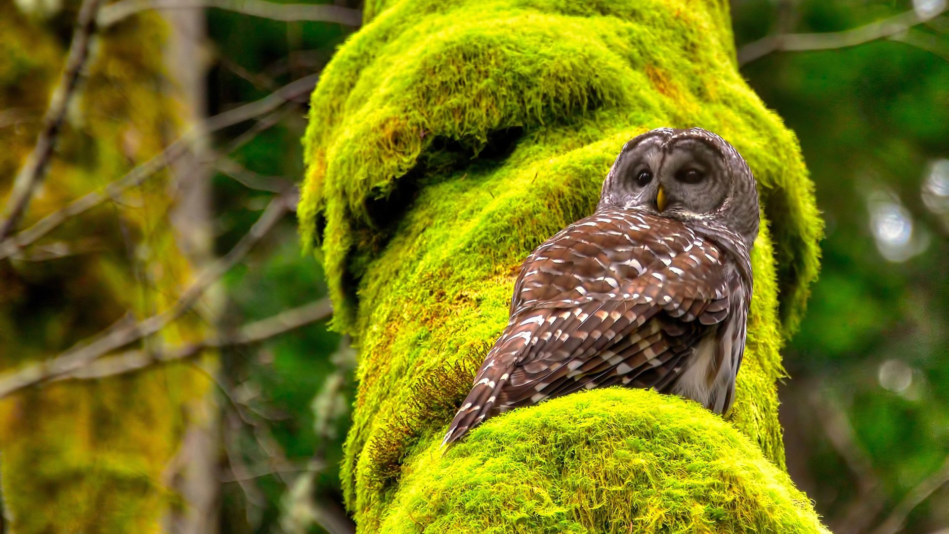 绝境中的领袖，当雷霆的冰冷与浓眉的炙热定义体育史诗