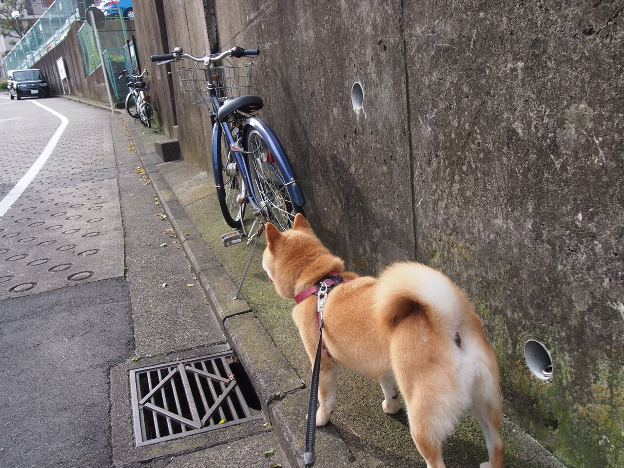 欧文一肩挑，单核36分击溃黄蜂，攻防两端的绝对统治