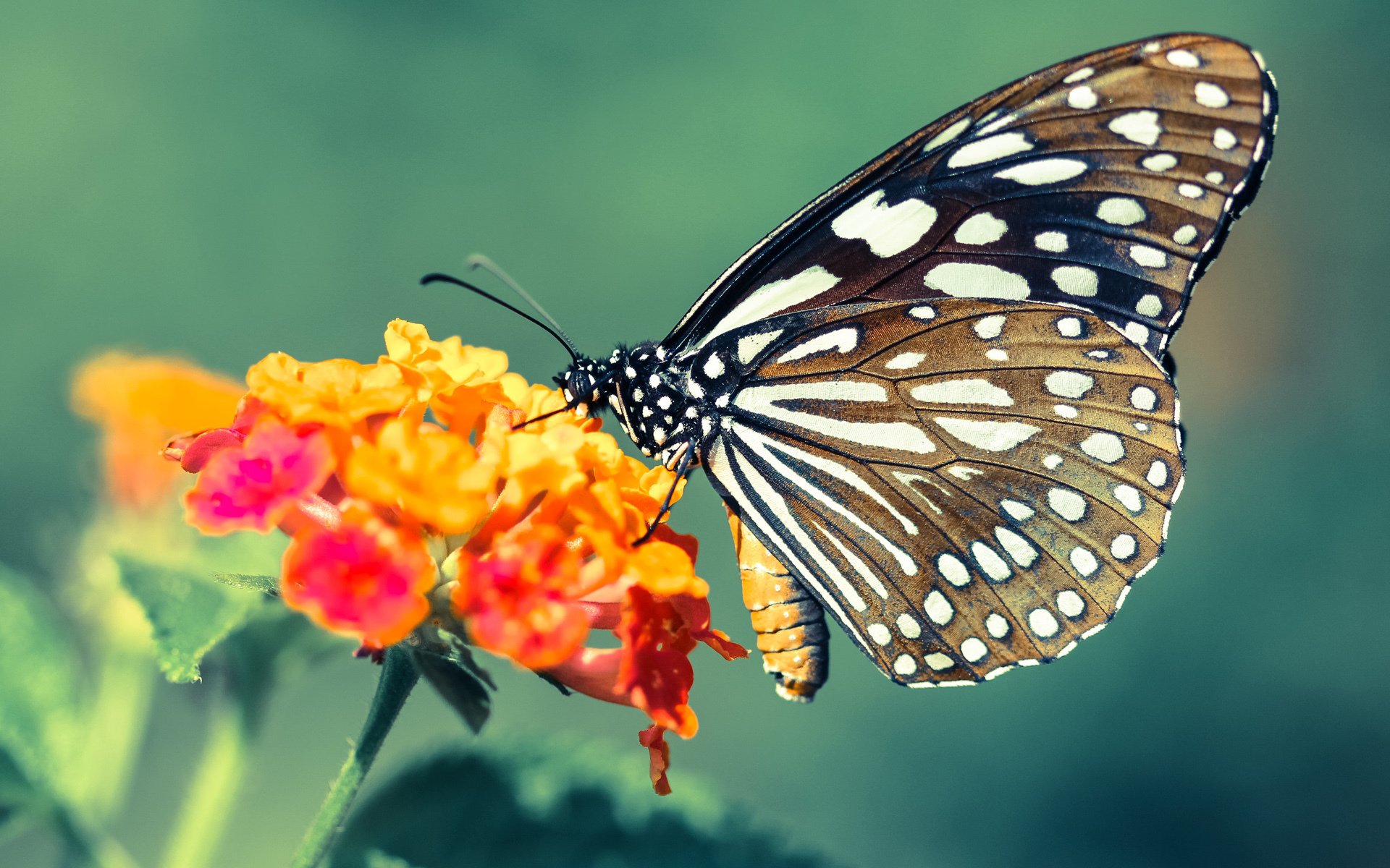 篮球双子星，老鹰强势晋级广东队，霍勒迪欧冠淘汰赛接管比赛