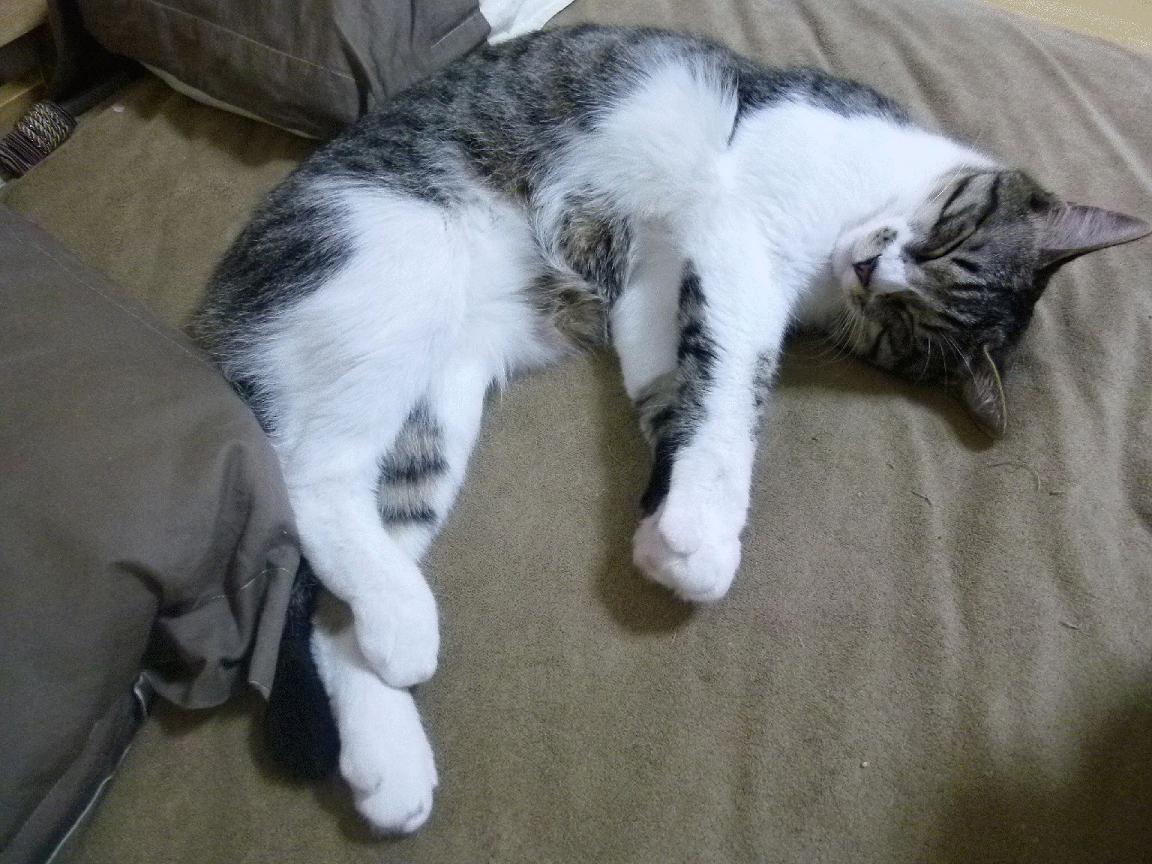 篮球双子星，老鹰强势晋级广东队，霍勒迪欧冠淘汰赛接管比赛