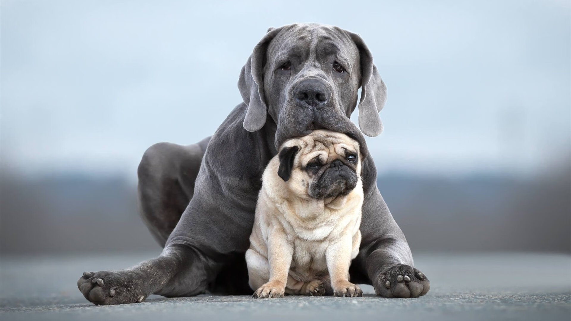跨界风暴，辽宁队篮球场碾压快船，塔图姆意甲赛场霸气接管