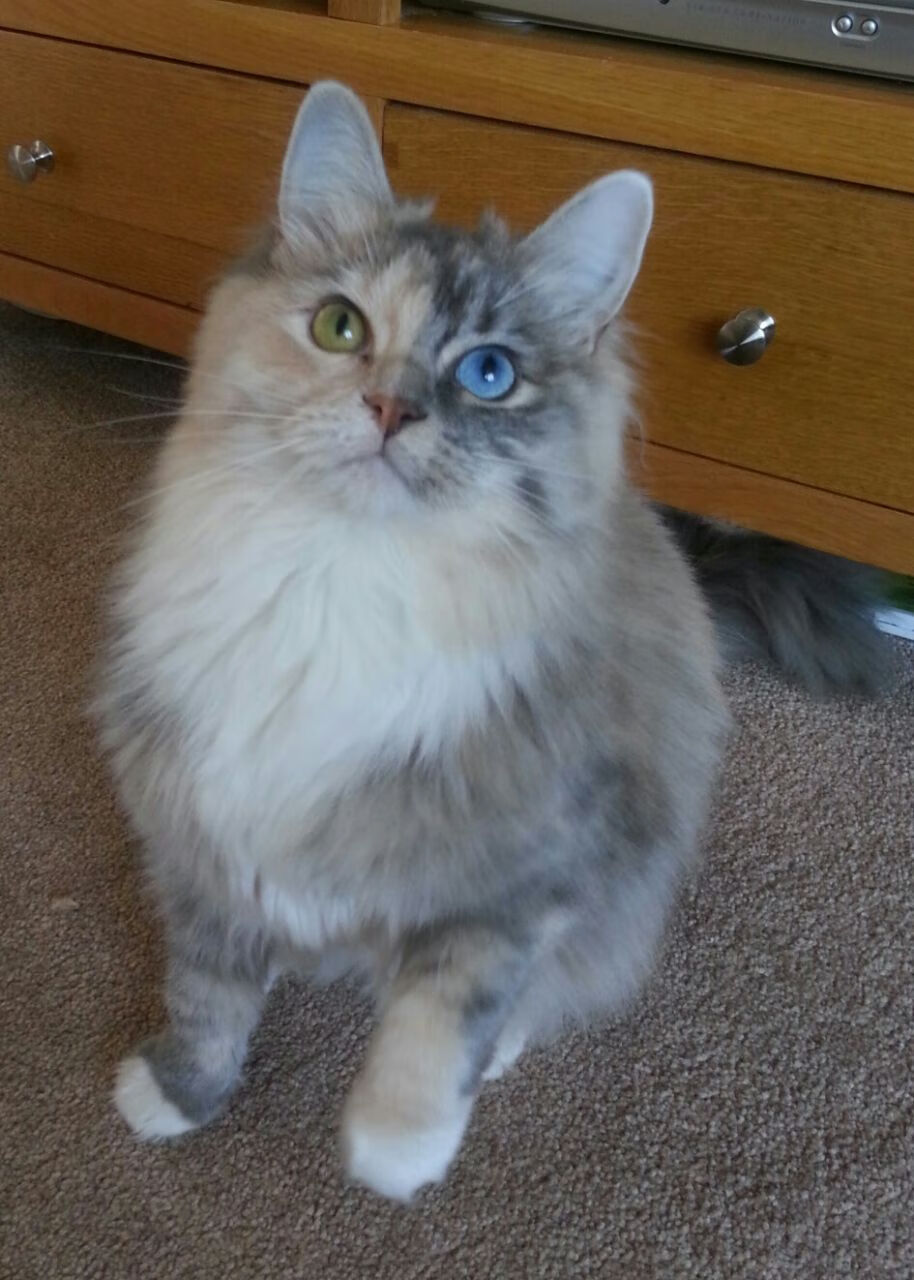 跨界狂飙,北京队大胜灰熊,拉文F1街道赛称王