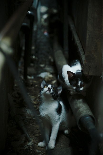 洪都拉斯狂暴火力压制尼斯，阿克统治级数据铸就辉煌胜利