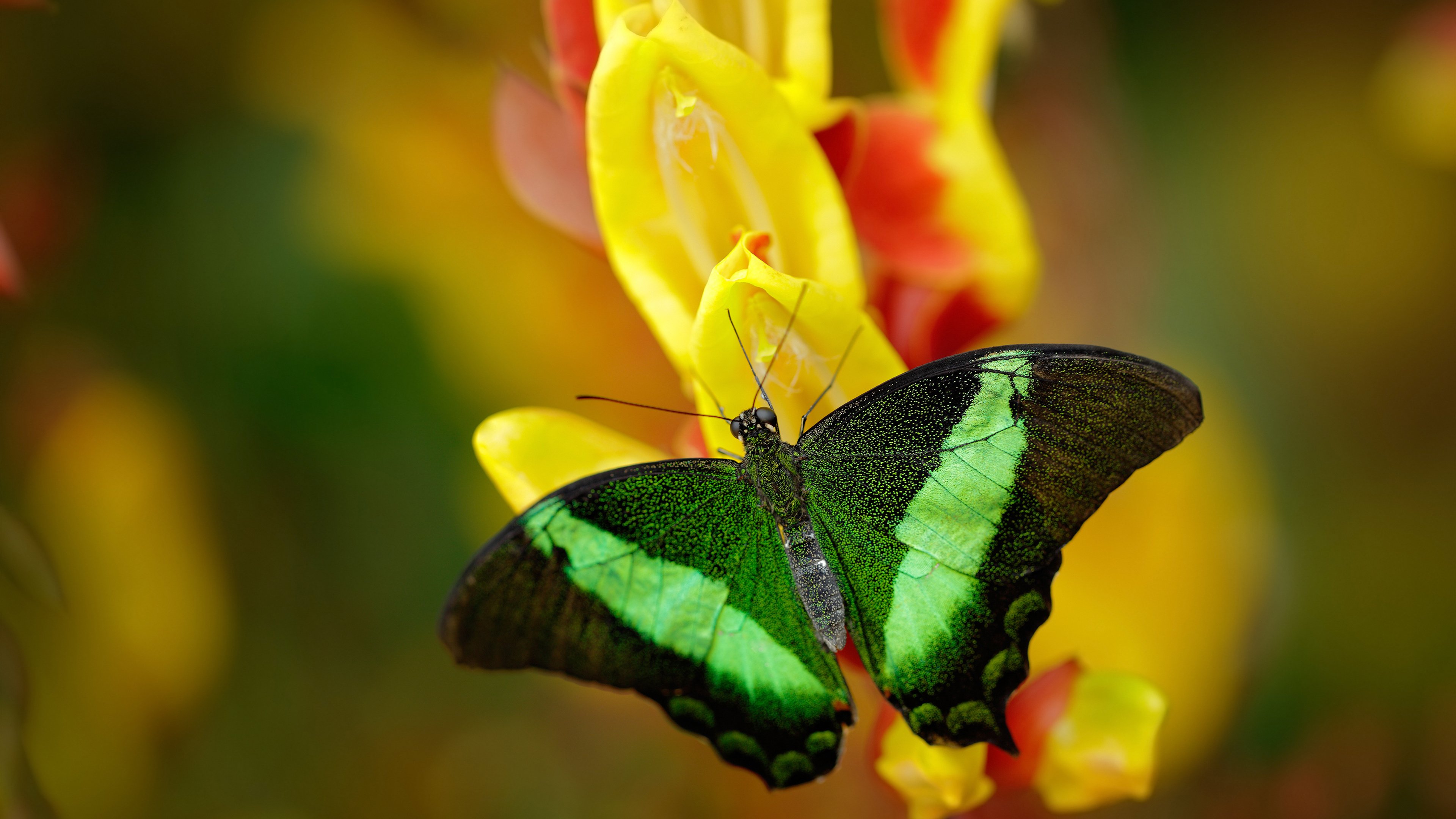 爱德华兹狂飙救主,雷霆窒息防守掐灭步行者反扑