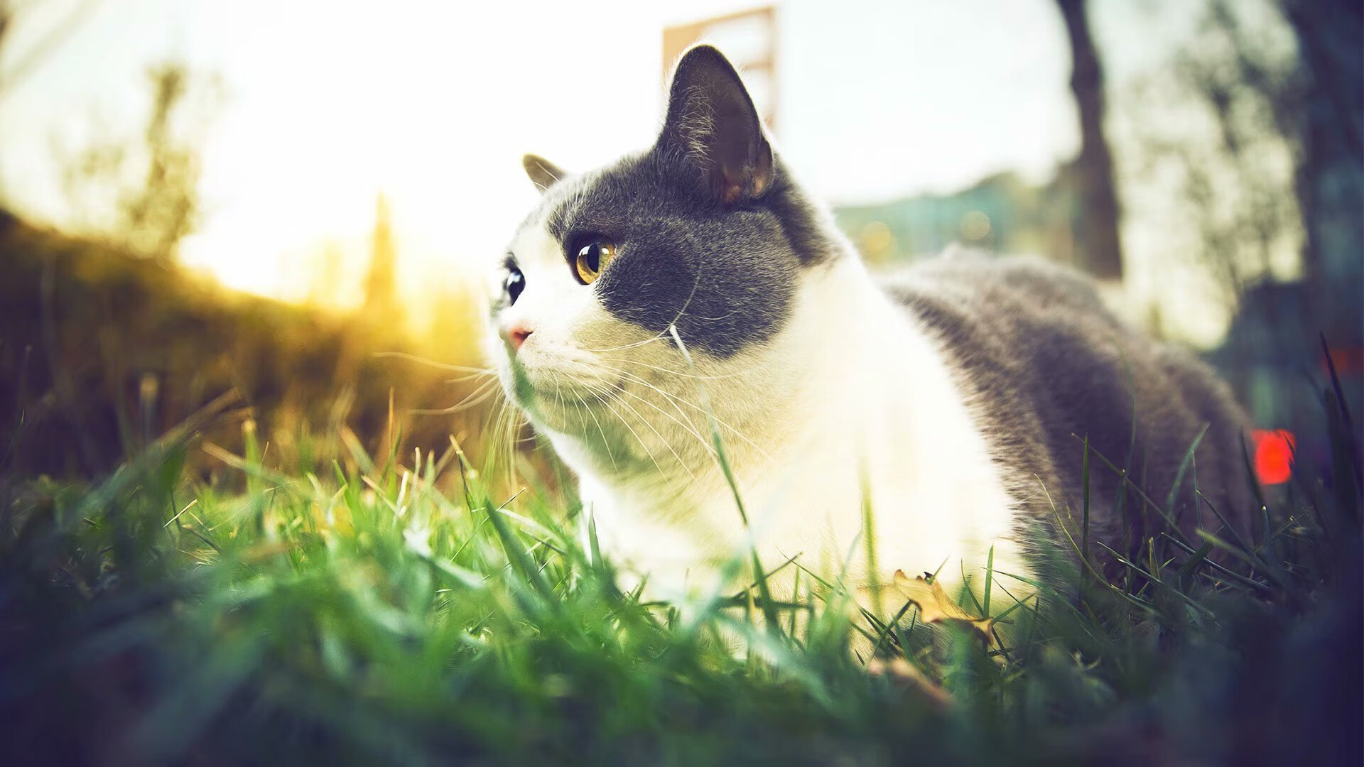 孤胆英雄卢卡库！巴萨惊险逆转哥斯达黎加，钢铁巨人扛起全队前进