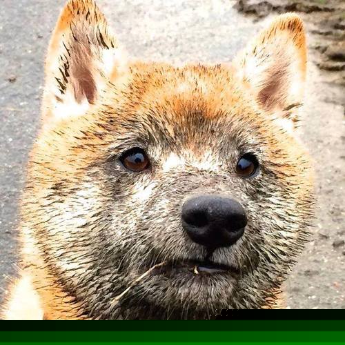 亚洲之光闪耀都柏林，久保建英主导拉齐奥征服爱尔兰