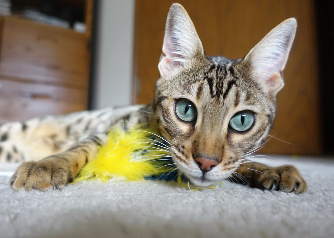 冷锋过境！文班亚马末节统治攻防，雷霆逆转西部第一森林狼