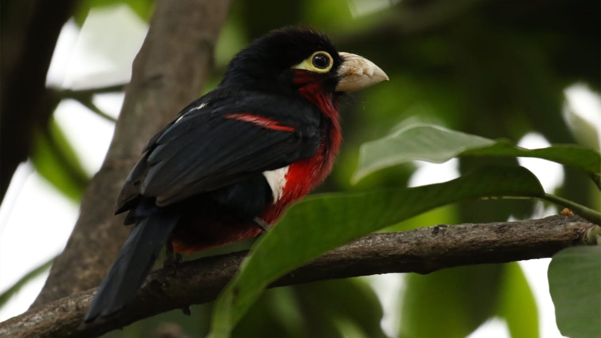 夺路狂歌，杰伦·格林末节15分导演出东决最惊险逆袭
