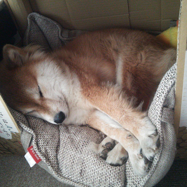 贝林厄姆，中场魔术师的统治力与挪威的钢铁防线—当掌控力遇见绝对锁死