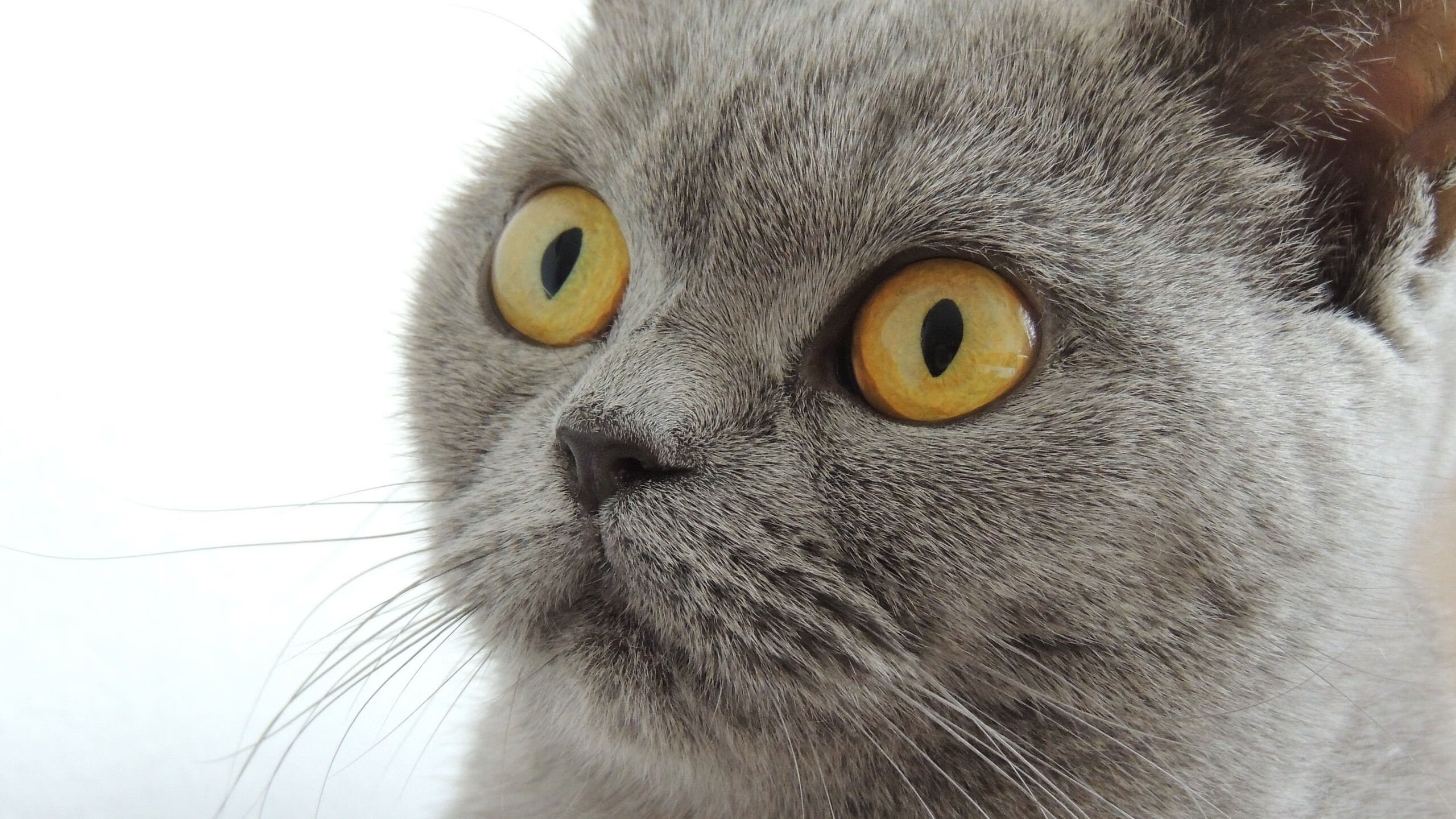 沉默的巨人，范戴克的抢七之夜，一次关于防守的哲学宣言