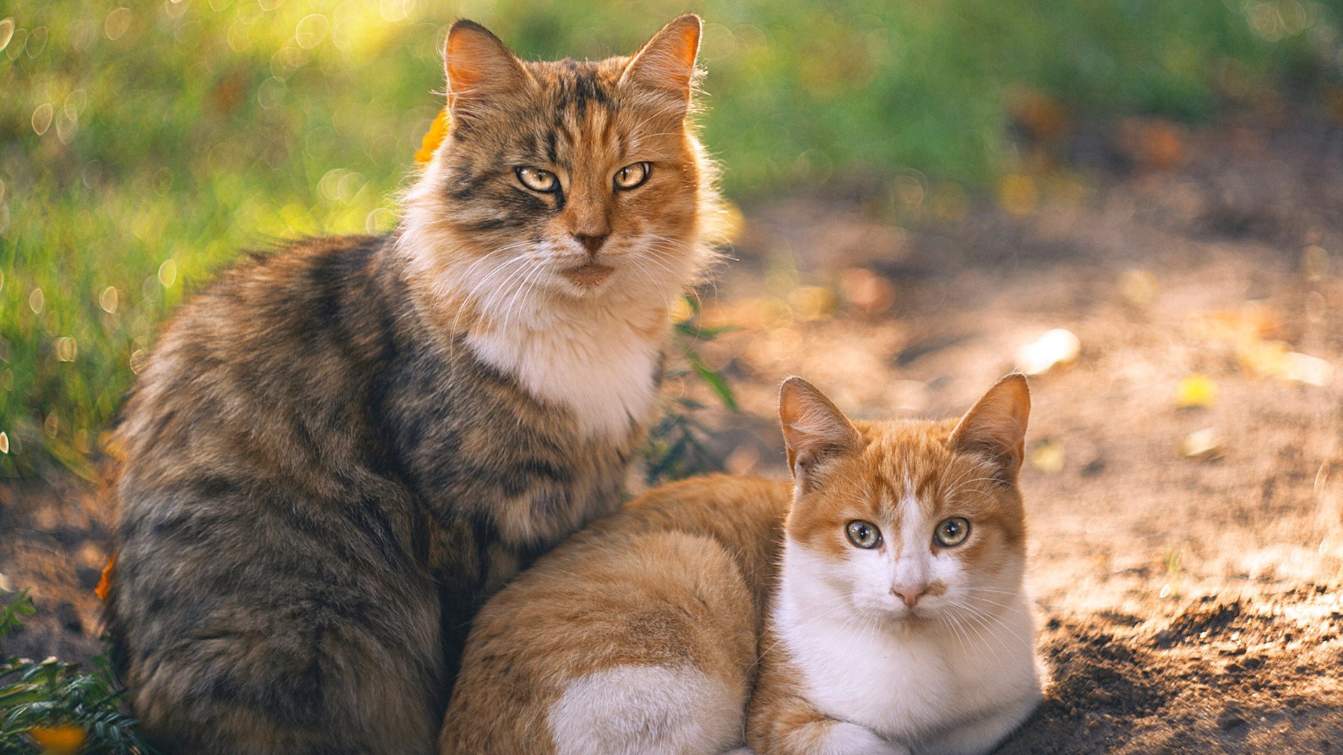 F1街道赛之夜，克莱用实力证明自己