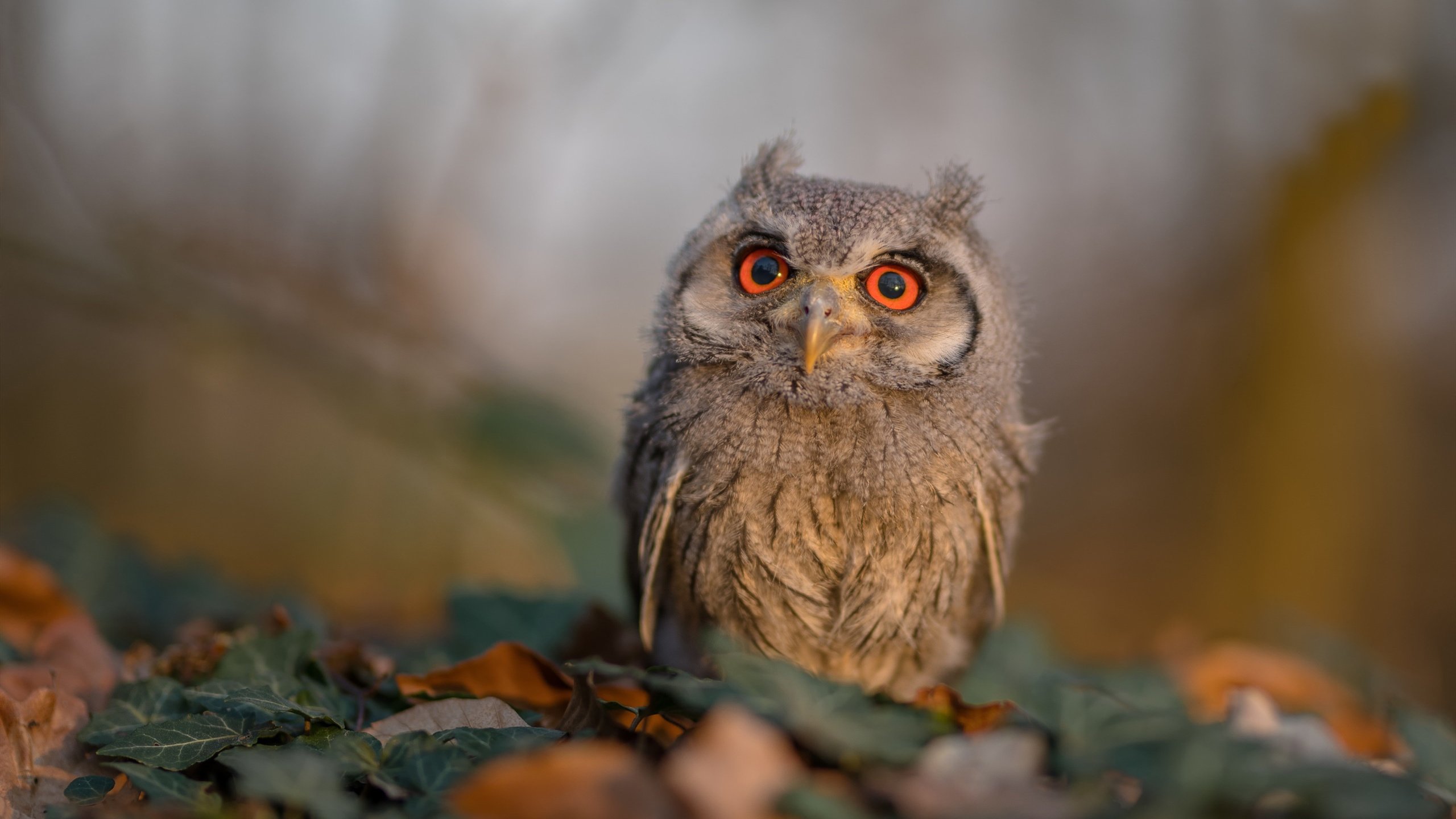 最后3.8秒！米切尔狂飙37分，深圳绝境逆转开拓者