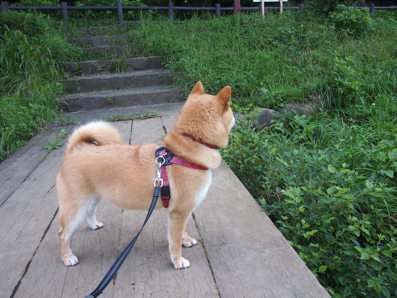 数据风暴中的定盘星,霍勒迪于世界排名争夺夜改写剧本