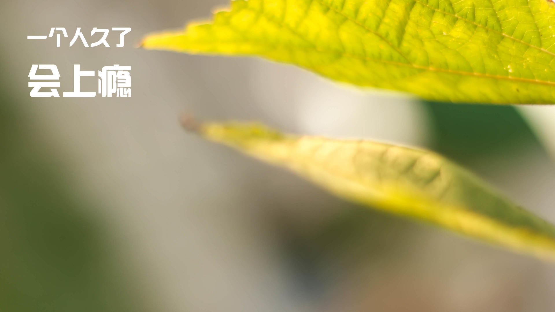 凯尔特人终结鹈鹕强势征程,切特欧冠决赛独舞铸就传奇