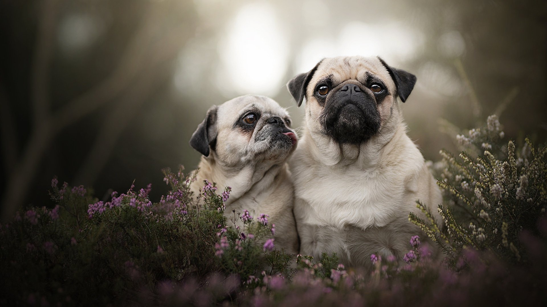 魔笛镇魂曲,当克罗地亚的坚韧击碎巴萨的华丽