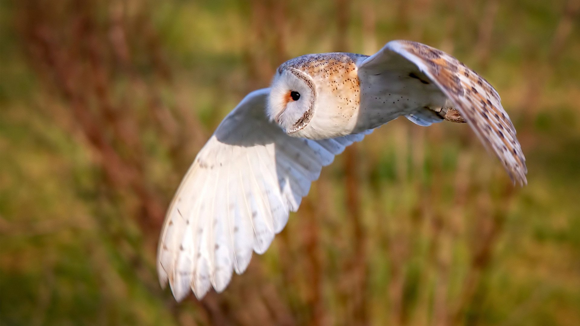 跨界辉煌，公牛翻盘骑士，西亚卡姆在意甲焦点战接管比赛