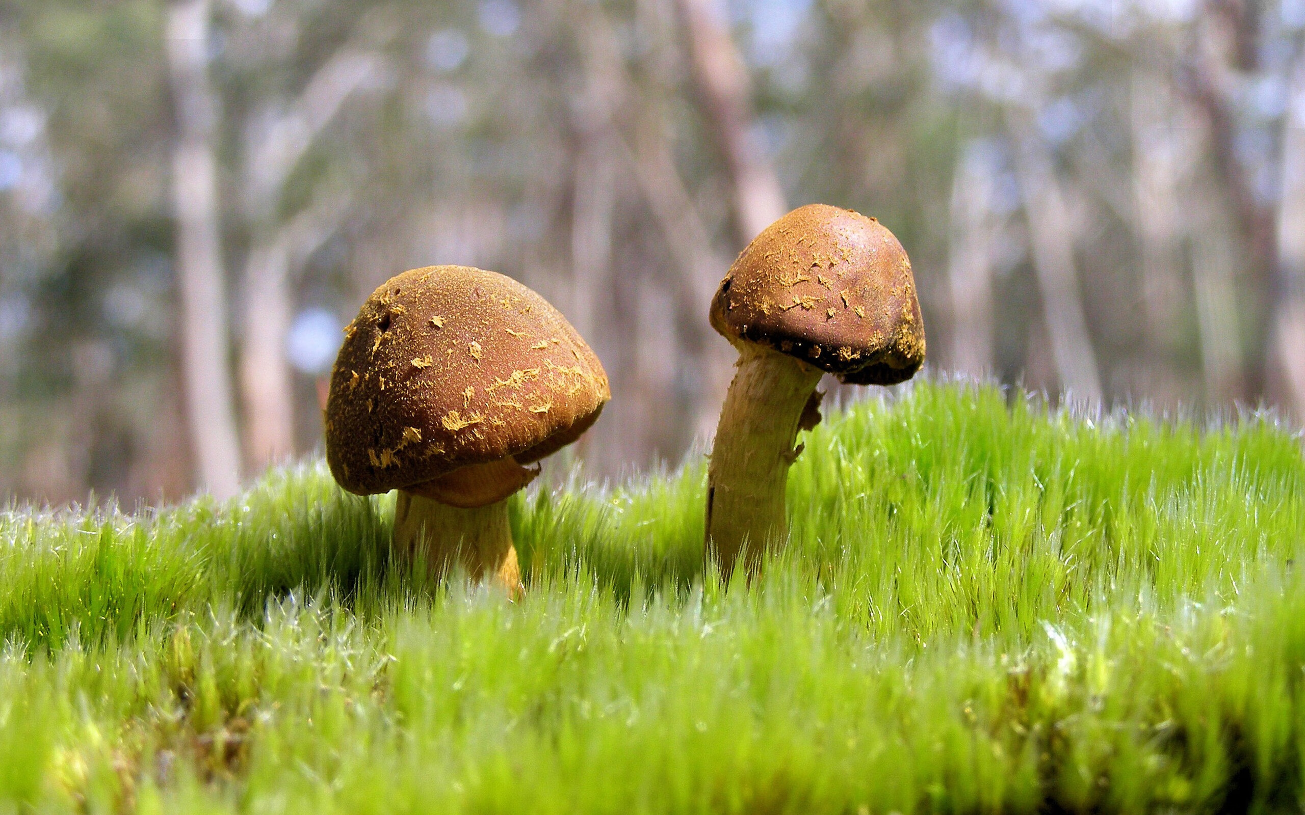 摩洛哥淘汰那不勒斯，阿尔瓦雷斯关键节点连击，谱写非传统足球史诗