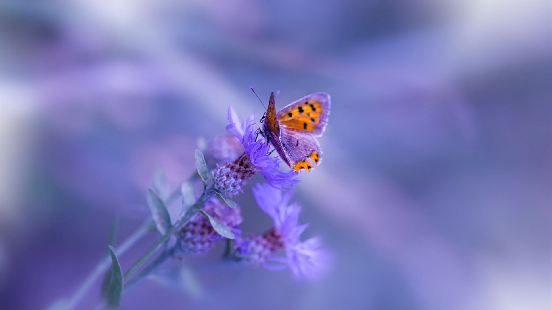 鏖战北欧,葡萄牙硬仗取胜瑞典,世界排名争夺战焦点战保持不败金身