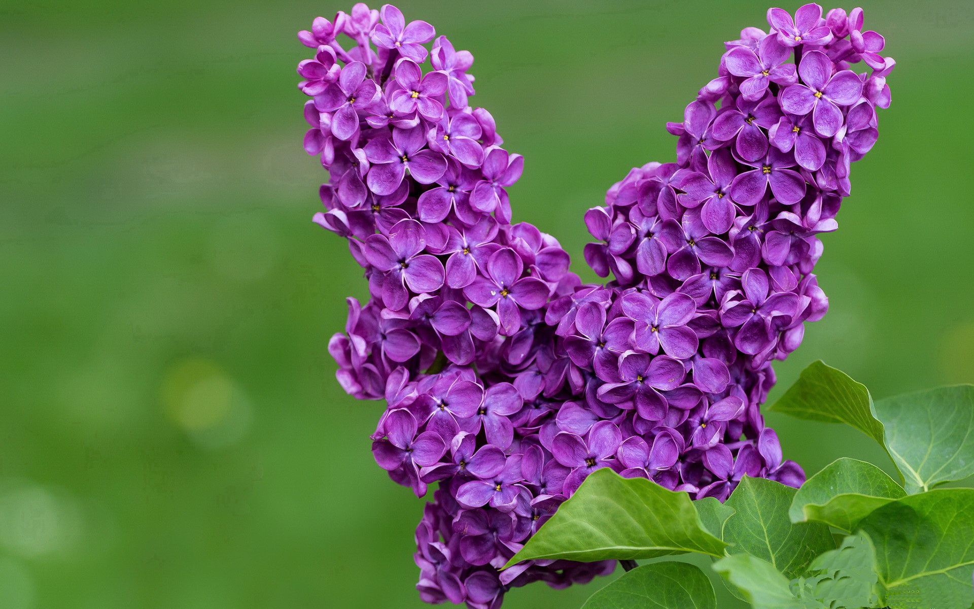 伊朗压哨绝杀背后,谁才是真正的大场面先生?罗德里戈的启示